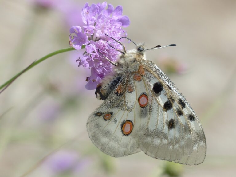 Papillon fleur