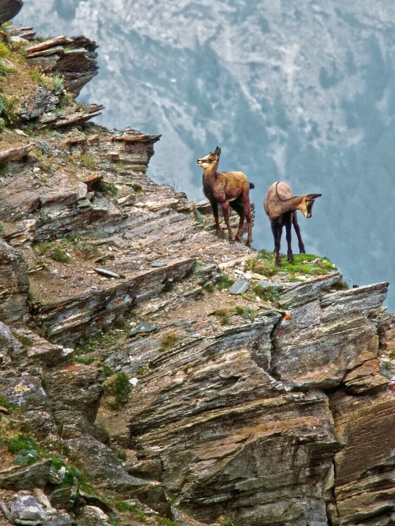 Chamois