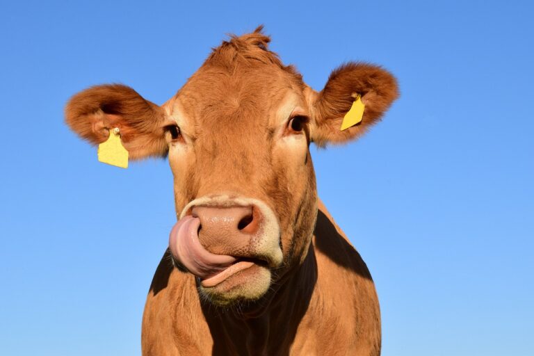 Visite de ferme Châtel la Vallée d'Abondance Alpes de Haute-Savoie