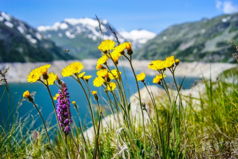 Fleurs de montagne