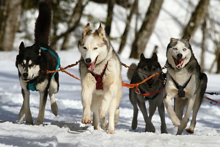 Chiens de traîneau