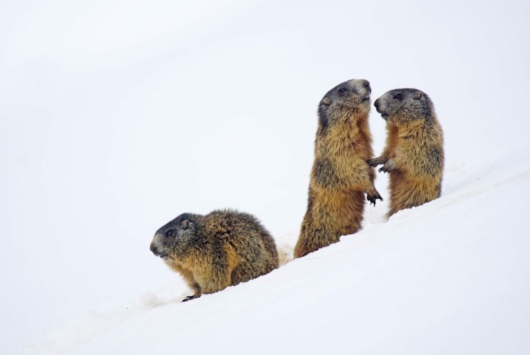 Marmottes montagne