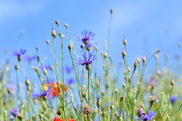 Fleurs de montagne